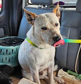 Photo of Bocephus-"Bo"