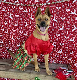 Photo of Amelia Earhart