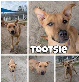 Photo of Tootsie