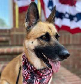 Photo of Timberly 'Sadie' 6294