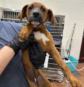 Photo of Dasher (blue collar)