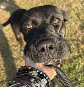 Photo of Kirk - k.a.