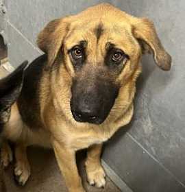 Photo of (RESCUE ONLY)