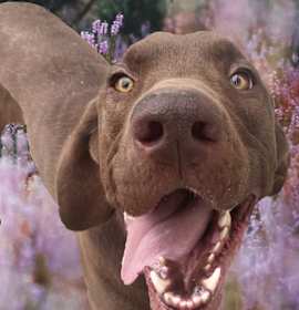 Photo of Scout pka Harper