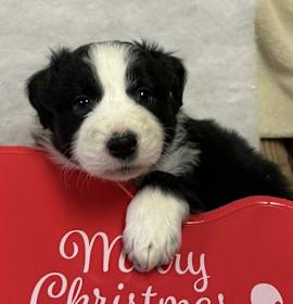 Photo of Santa's Reindeer : Cupid