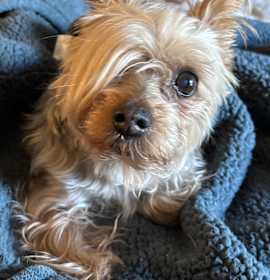 Photo of Goldie Helen