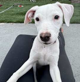 Photo of Chantel (Chanterelle)