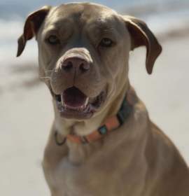 Photo of Winston (Danny Boy)