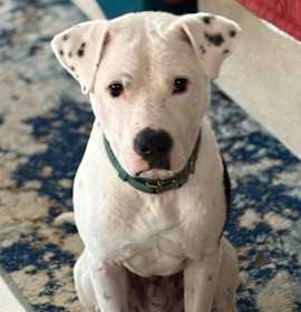 Photo of Snoopy/Chance