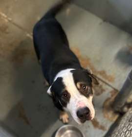 Photo of ELM 69(Bosco)🐾