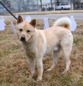 Photo of DA 15 Honey