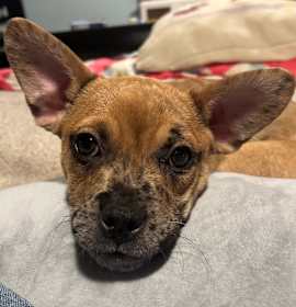 Photo of Spunky-In Foster