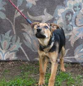 Photo of Ranger-5month SWEETBOY Neuter Contract Required$75