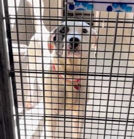 Photo of Sally A2238511