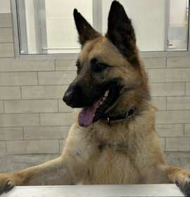 Rocket FKA Tanner photo 1