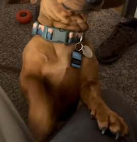 Oliver   -  Las Vegas photo 2