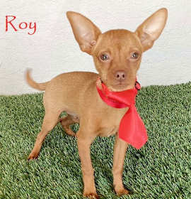 Photo of Roy