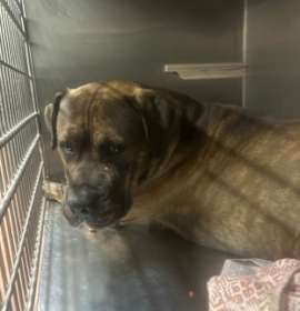 Photo of Twinkle Toes