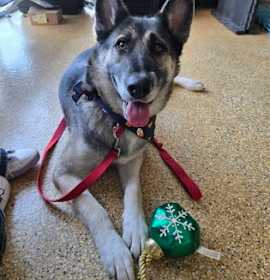 Photo of Liesle FOSTER