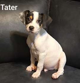 Tater photo 2