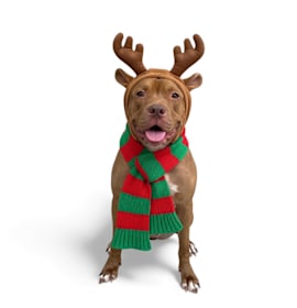 Photo of Buddy ADOPT/FOSTER Me!