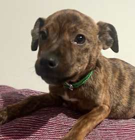 Photo of Baby Brooke