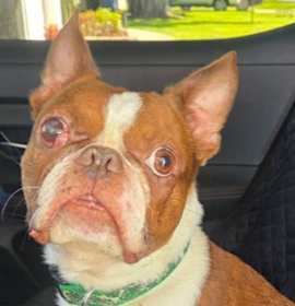 Photo of Huckleberry Finn - 4263  Florida