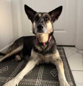 Photo of Alita (in foster)