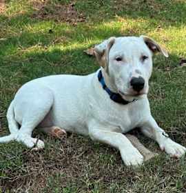 Otto * NEEDS FOSTER photo 4