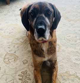 Photo of D59 Litter-Denali