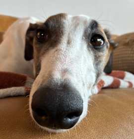 Photo of CG's Liberty (Liberty)