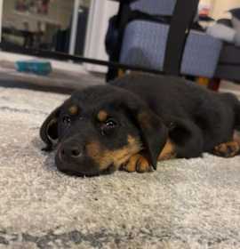 Photo of Jack Skellington