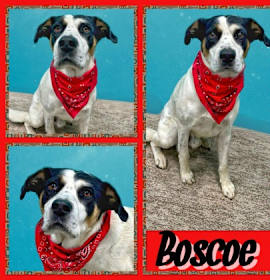 Photo of Boscoe