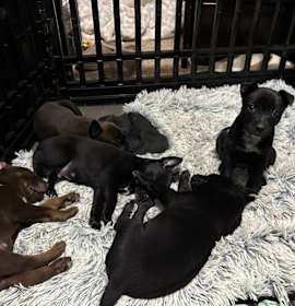 Photo of Raven (G), Nox (B), Reaper (B)