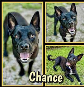Photo of Chance