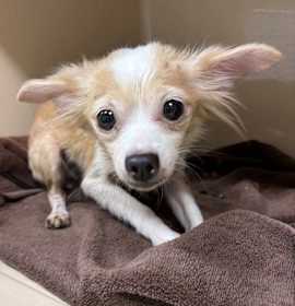 Isabella Softie - Bonded with Charmin Softie photo 2