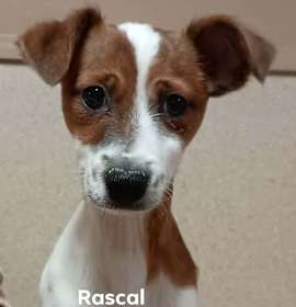 Photo of Rascal