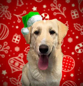 Photo of EGGNOG (ABS)