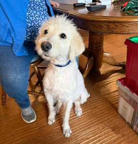 Photo of Scotty - COURTESY POST