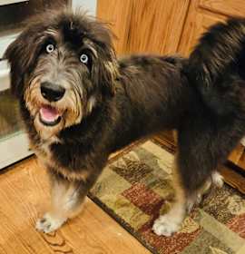 Photo of Buddy The Elf