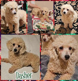 Photo of Dasher