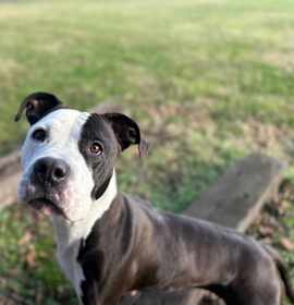 Photo of Harley Quinn