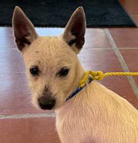 Photo of Oso A2243074