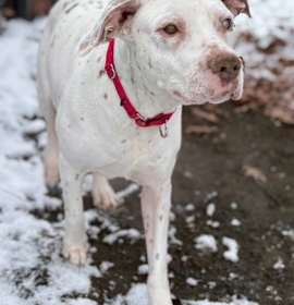 Photo of Diesel (& Drake)