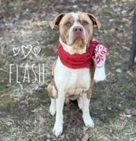 Photo of Flash 34108