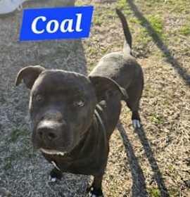 Photo of Coal