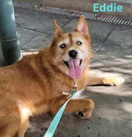 Photo of EDDIE