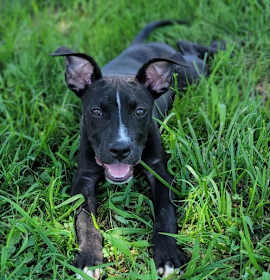 Photo of Turtle Power