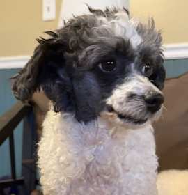 Photo of Cindy Oct 25 bonded to Penny Oct 25