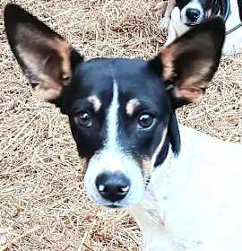 Photo of Jinglebells